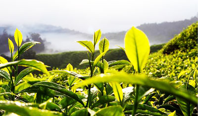 茶園智能監控解決方案
